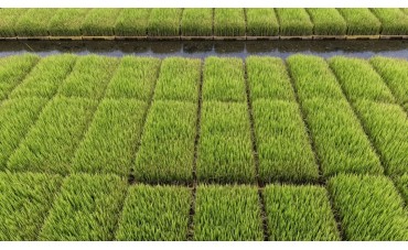 ESTRATEGIAS CLAVE PARA PROTEGER LOS CULTIVOS DURANTE LAS LLUVIAS