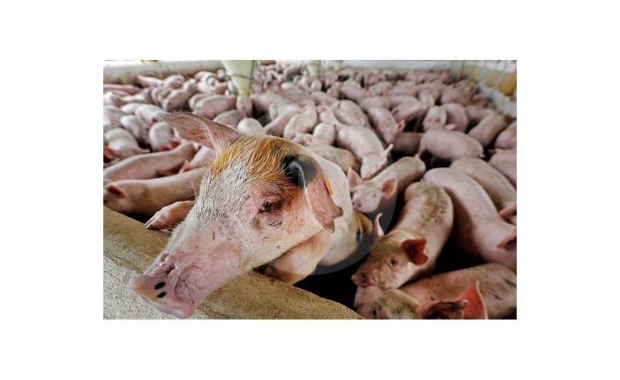 Agro, minería e industria, a mover economía paisa Agro, minería e industria, a mover economía paisa